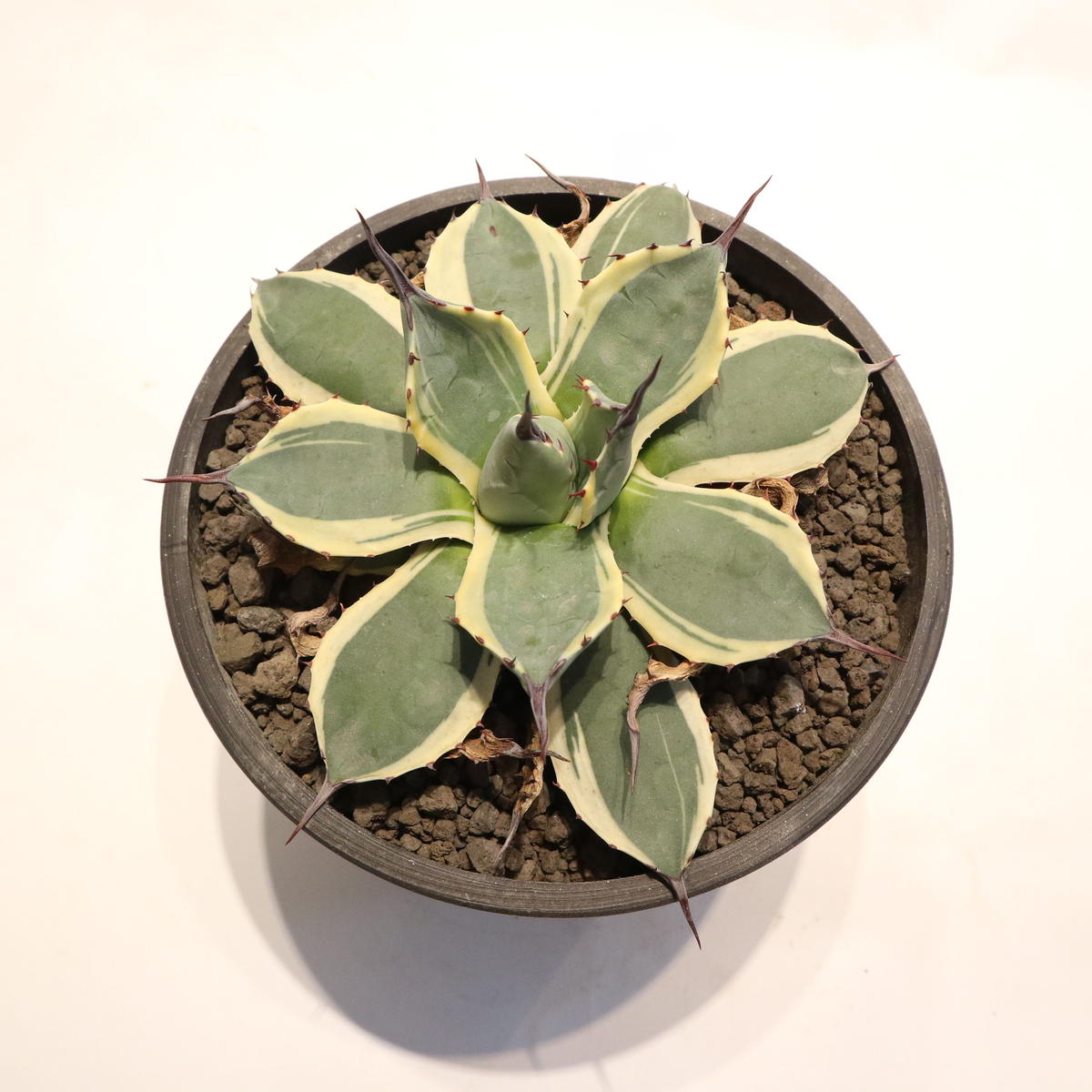 アガベ メリコ錦 クリームスパイク 仔株 | mana's green:塊根植物販売