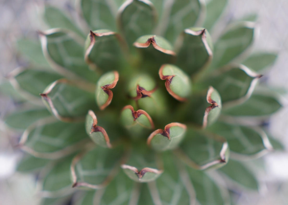 ベルギー製 多肉植物 アガベ agave 雪嶺 極上株 - 通販 - oomabydesign.com