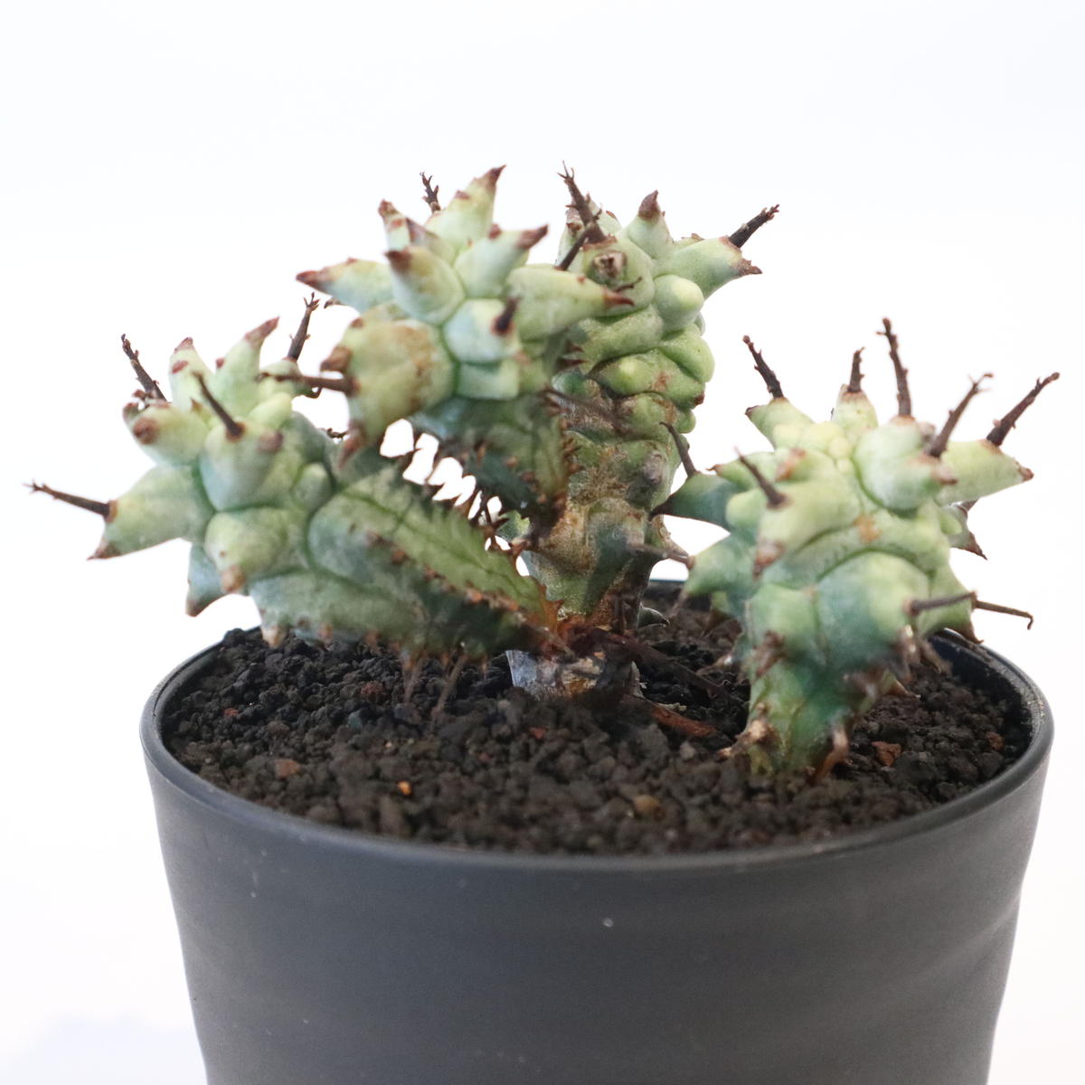 ユーフォルビア 宇田ホリダモンスト Mana S Green 塊根植物販売 マナズグリーン