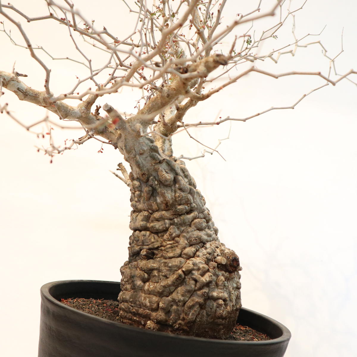 入荷中 早い者勝ち！ 59、52 パワータンク パキプス オペルクリカリア