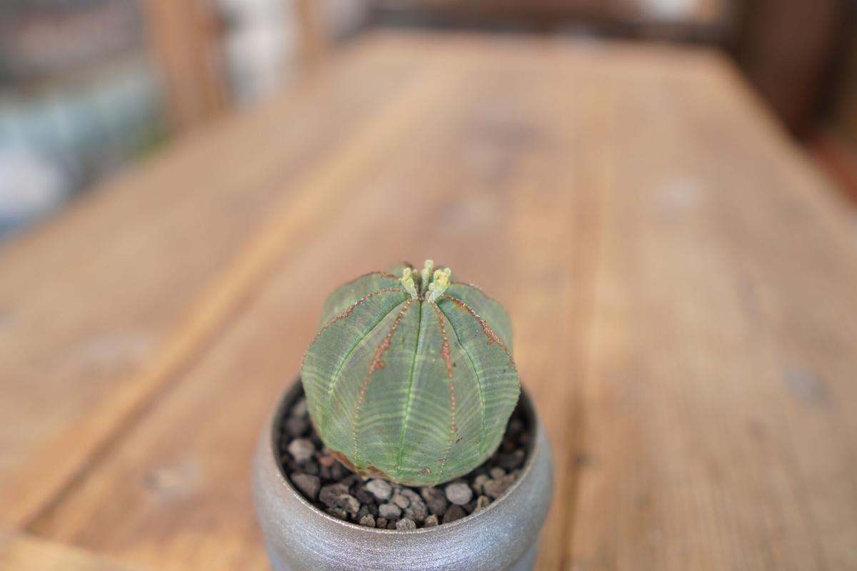 ユーフォルビア　オベサ　Euphorbia obesa