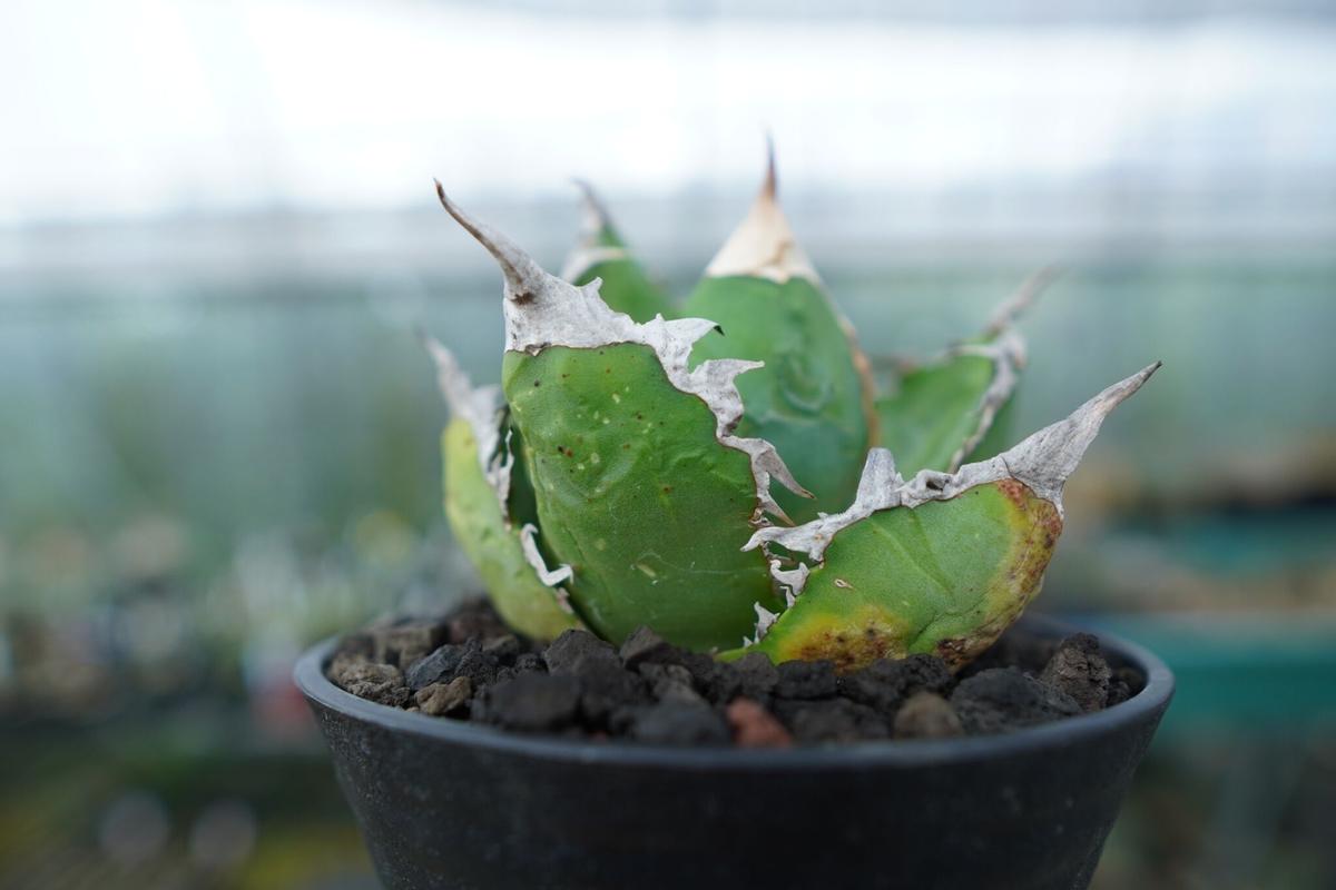 67％以上節約67％以上節約91アガベ チタノタ ゴジラ GODZILLA 植物