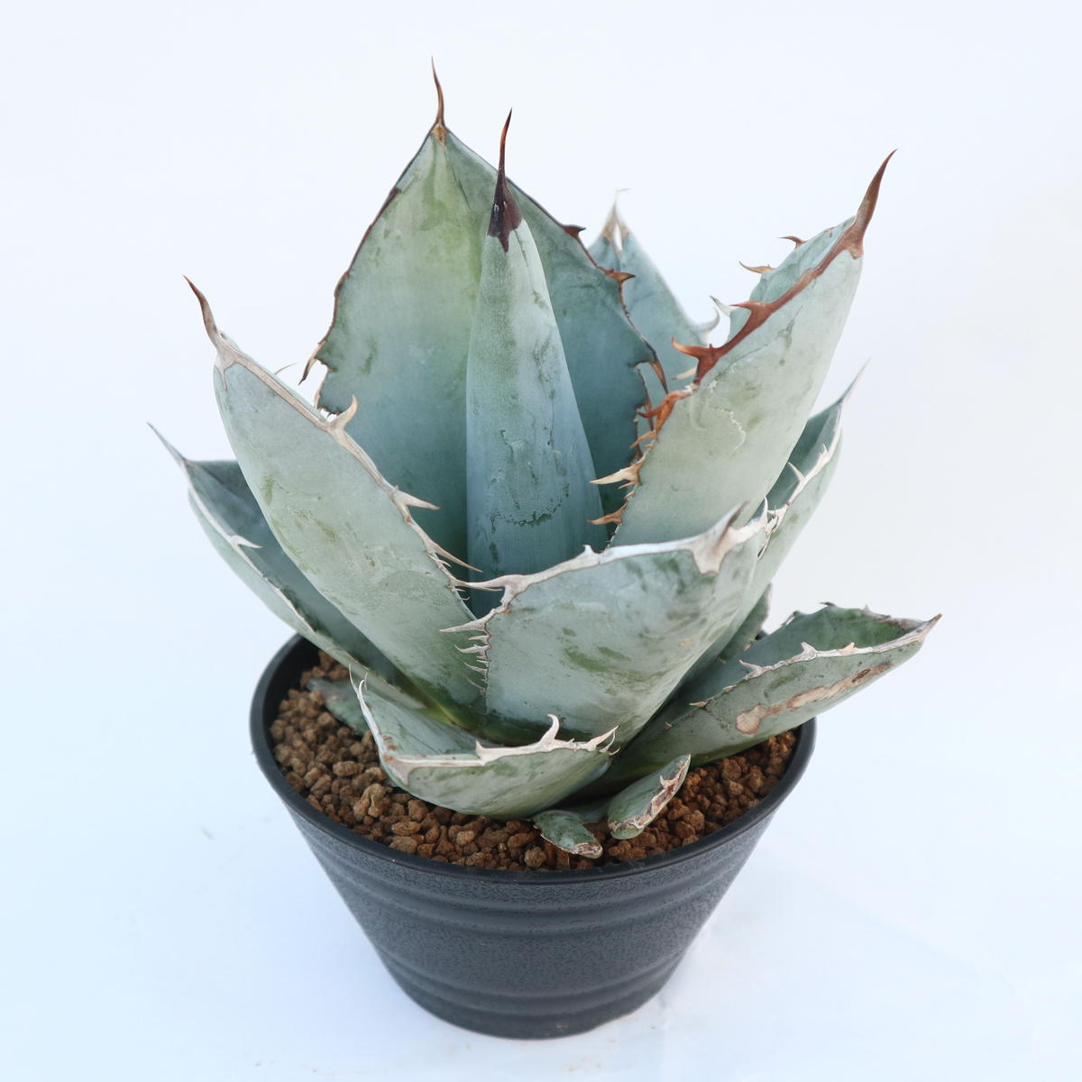 アガベ チタノタ ランチョ タンバー Mana S Green 塊根植物販売 マナズグリーン