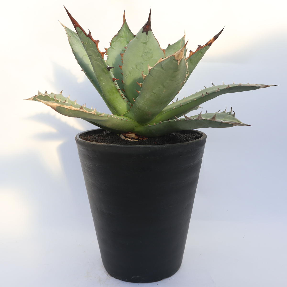 アガベ チタノタ ナンバーワン Mana S Green 塊根植物販売 マナズグリーン