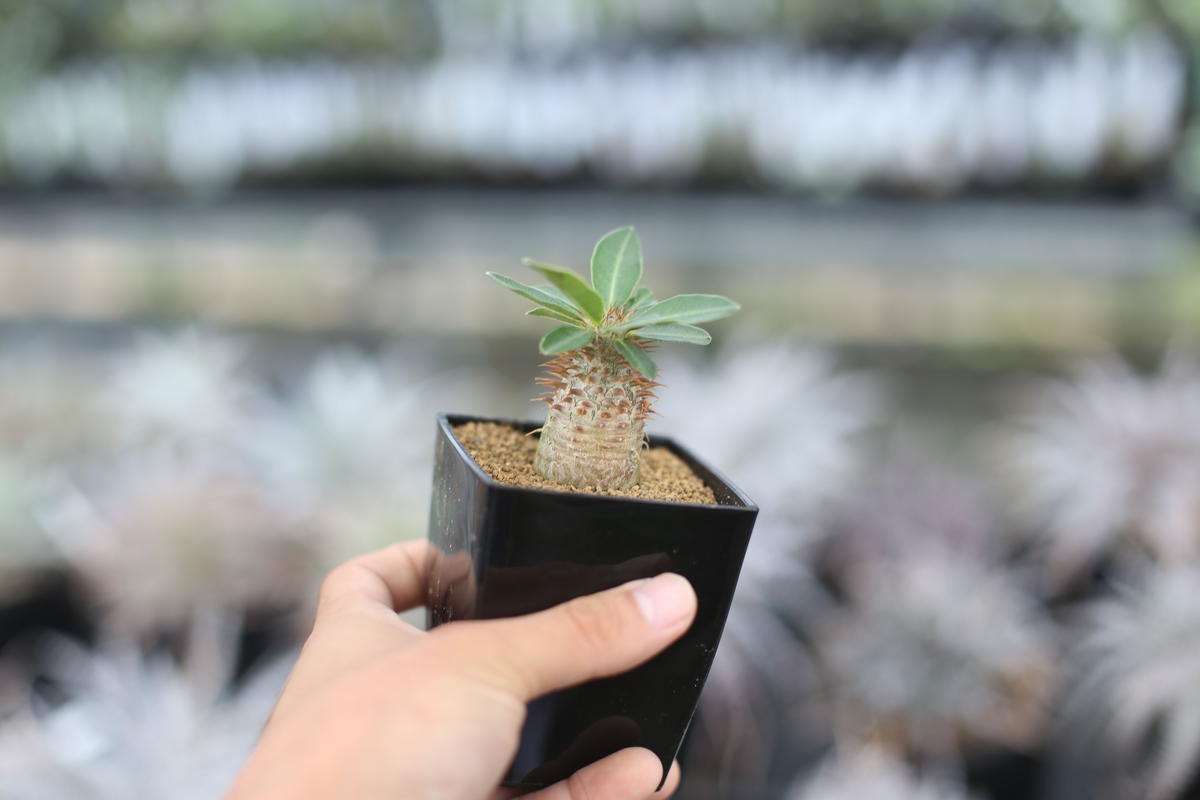 パキポディウム マカイエンセ 国内実生 | mana's green:塊根植物販売