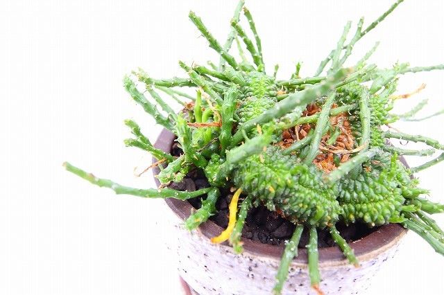 ユーフォルビア フラナガニー 孔雀丸 綴化 モンスト Www Pullmansanluis Cl