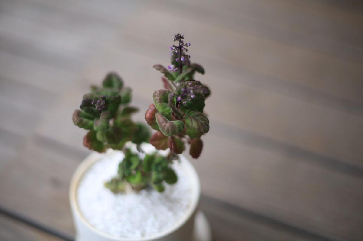 プレクトランサス エルンスティー Plectranthus Ernstii Mana S