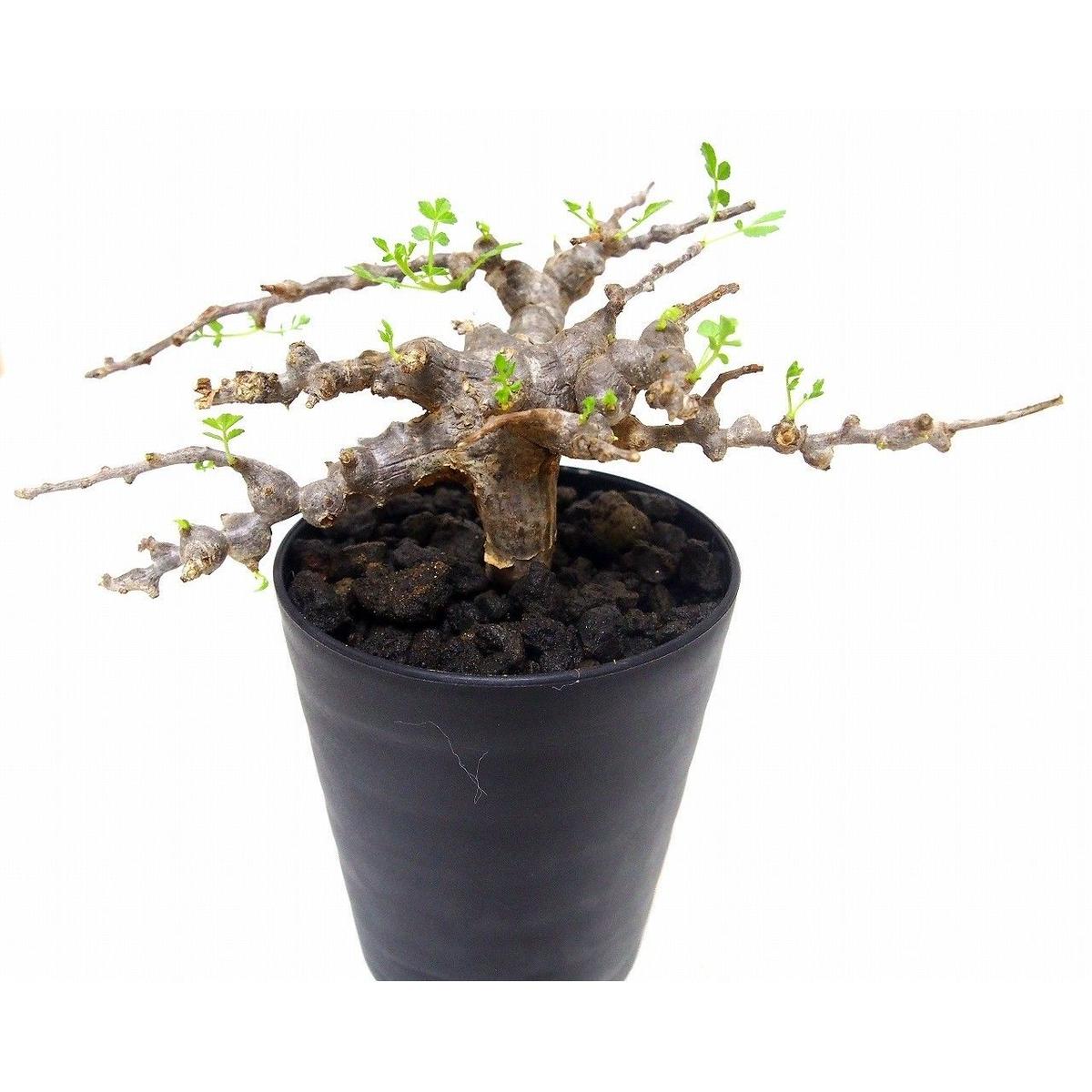 コミフォラspエイル ソマリア 【公式通販】