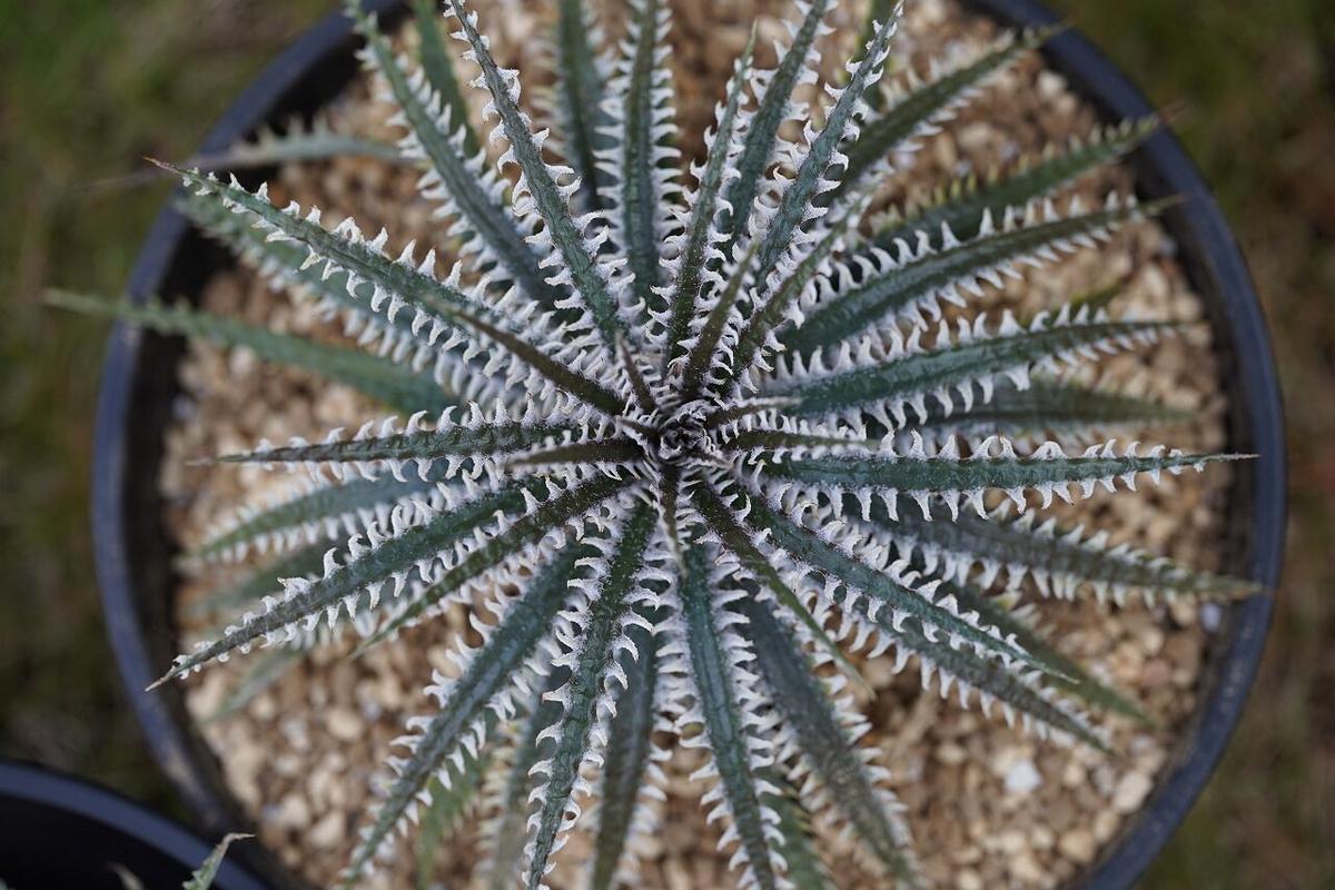 Dyckia Phoenix Mana S Green 塊根植物販売 マナズグリーン