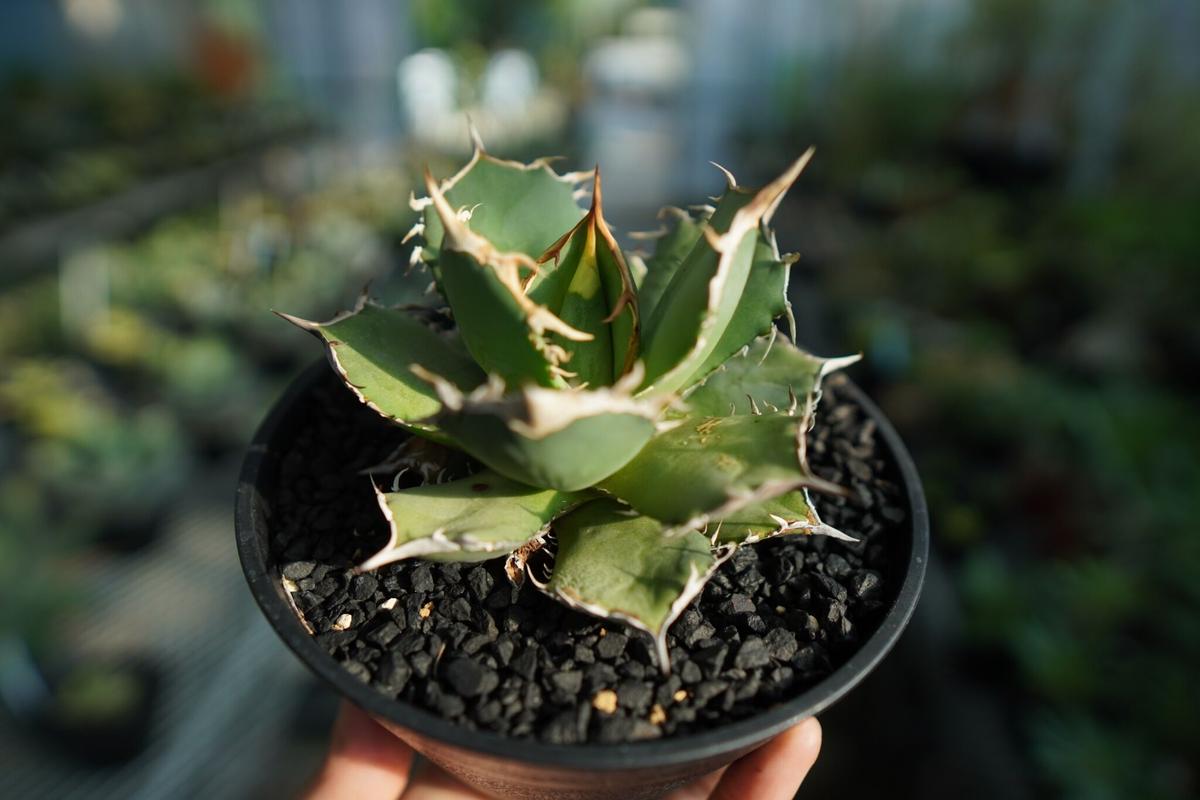 NEW‼️アガベ オテロイ種子 1000粒 【公式通販】