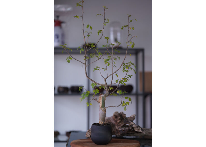 ◎レア種 Bursera gareottiana／Oaxaca ブルセラ・ガレオッティ