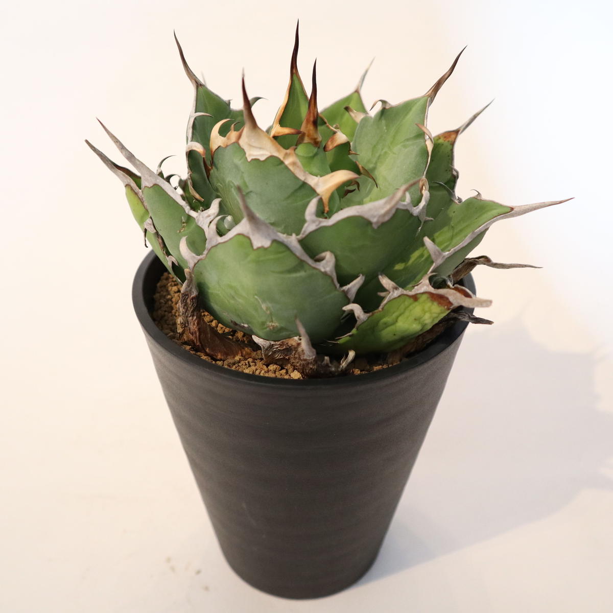 エバニュー アガベ シエラミクスティカ | www.chezmoiny.com