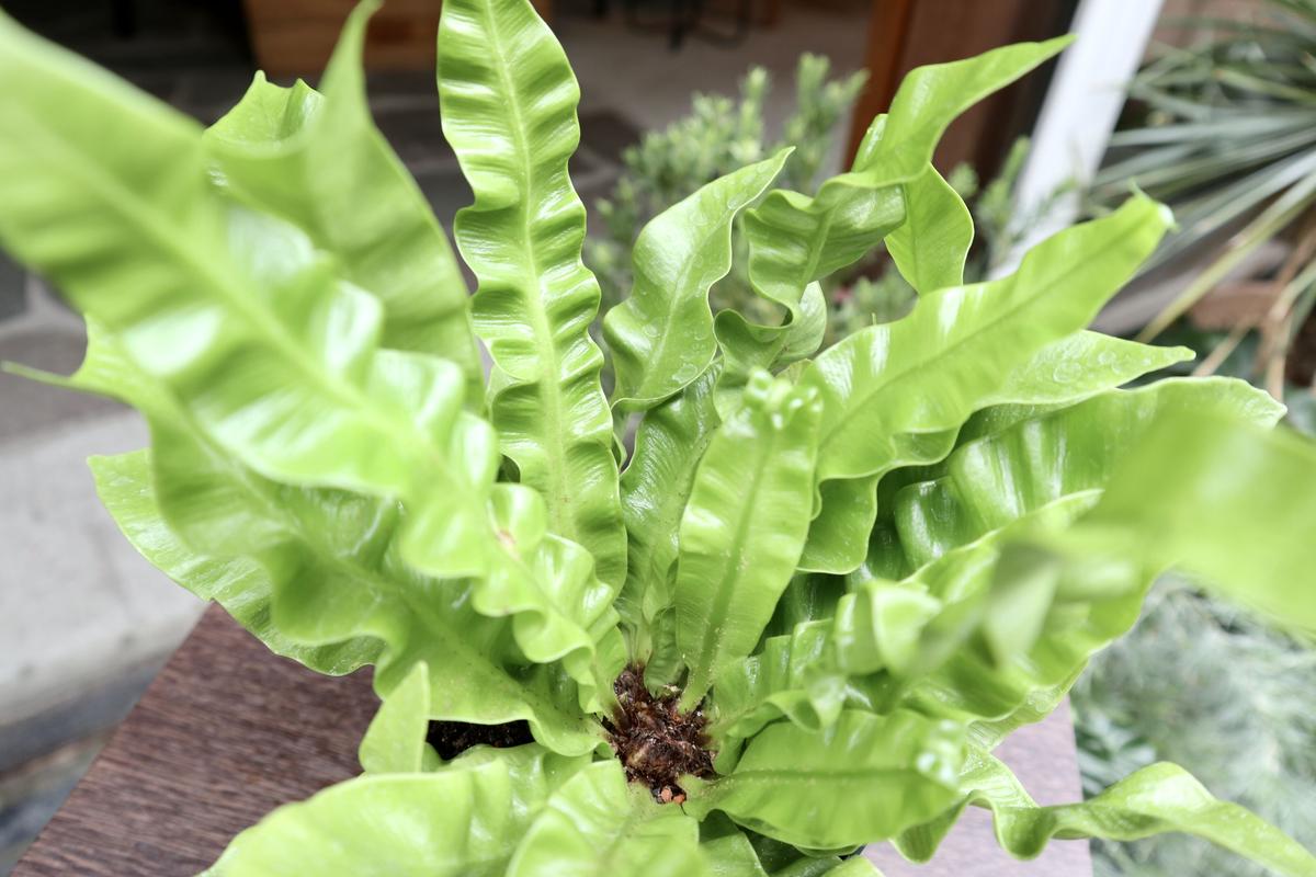 アスプレニウム エメラルドウェーブ Mana S Green 塊根植物販売 マナズグリーン