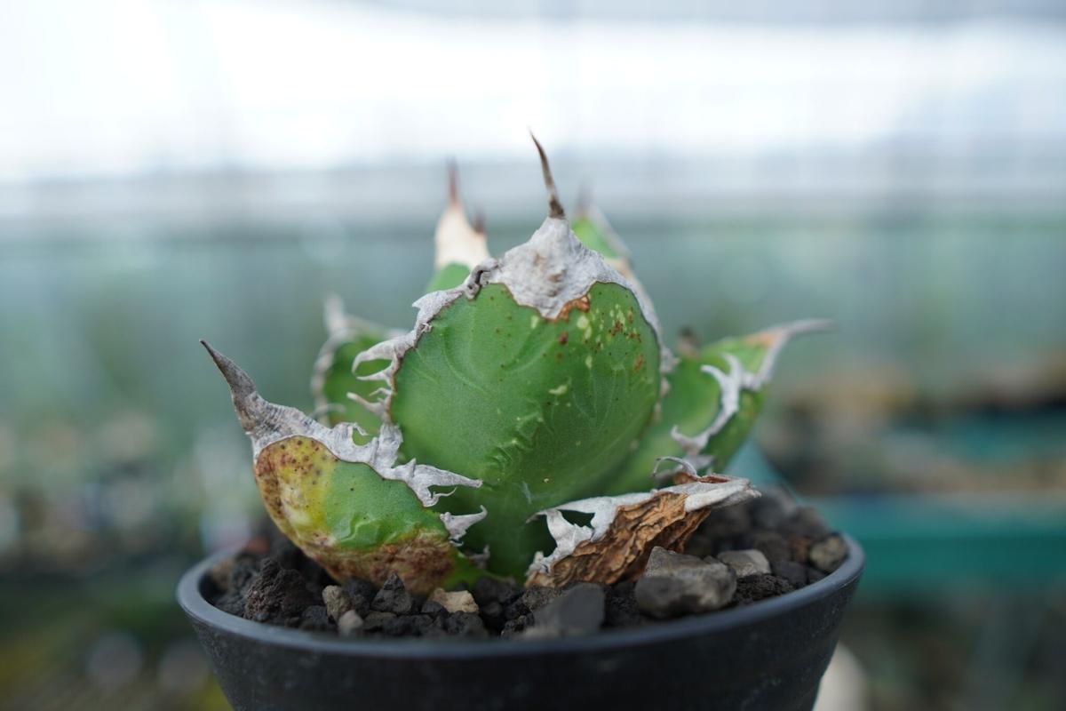 お試し価格！】 チタノタ ゴジラ GODZILLA 子株 オマケ付き 植物/観葉