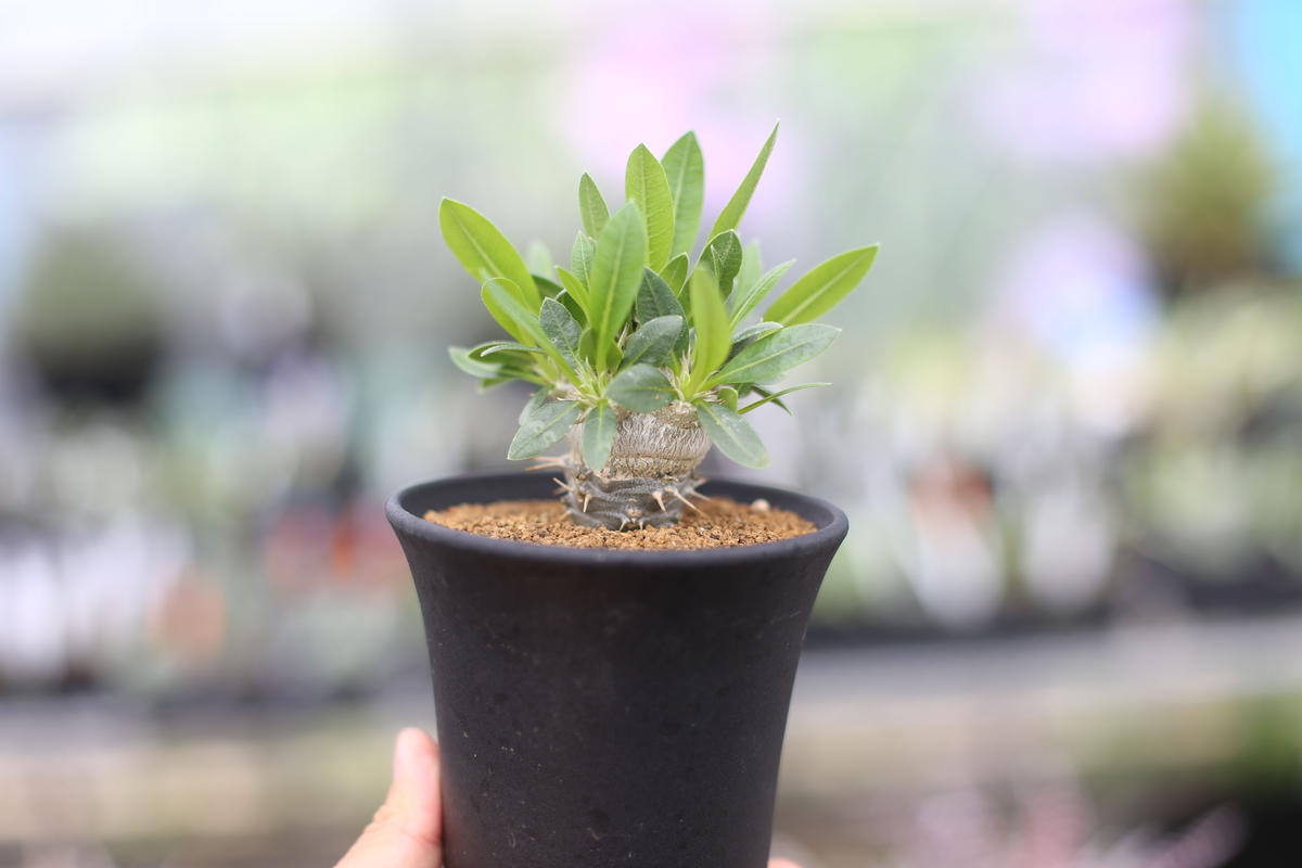 特注寸法 パキポディウム 恵比寿笑い40株まとめ売り 植物/観葉植物