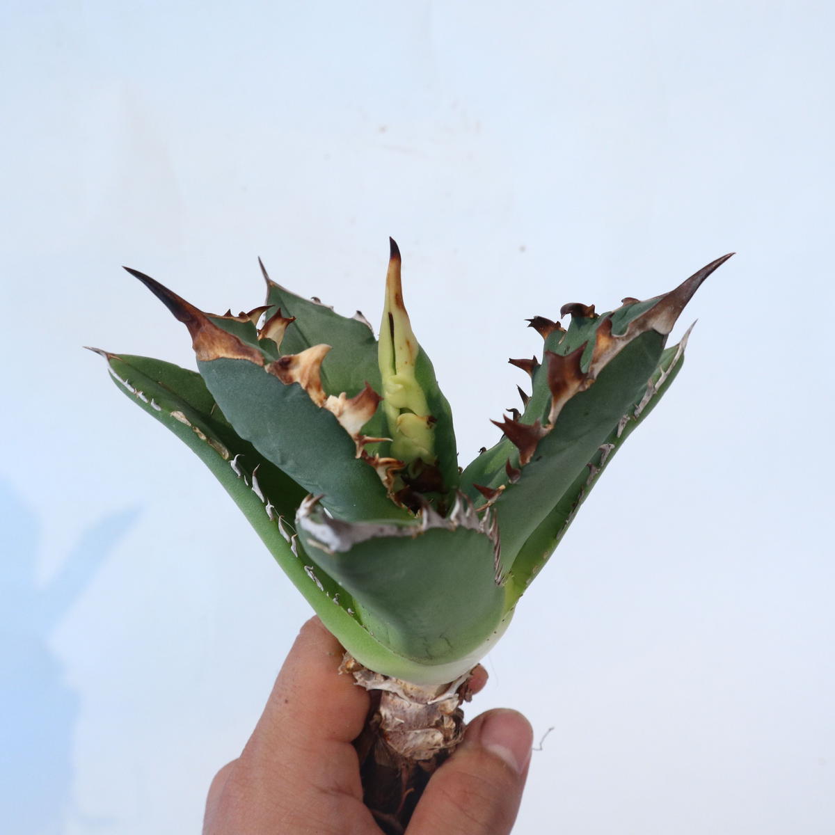 Agave titanota 'FO76 teeth on back of leaf clo...