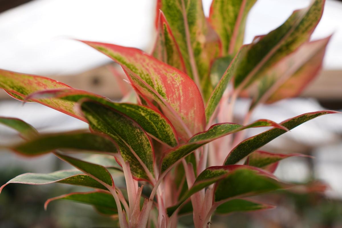 ストア 大株 原種 アグラオネマ メタリカ ピクタム トリカラー  