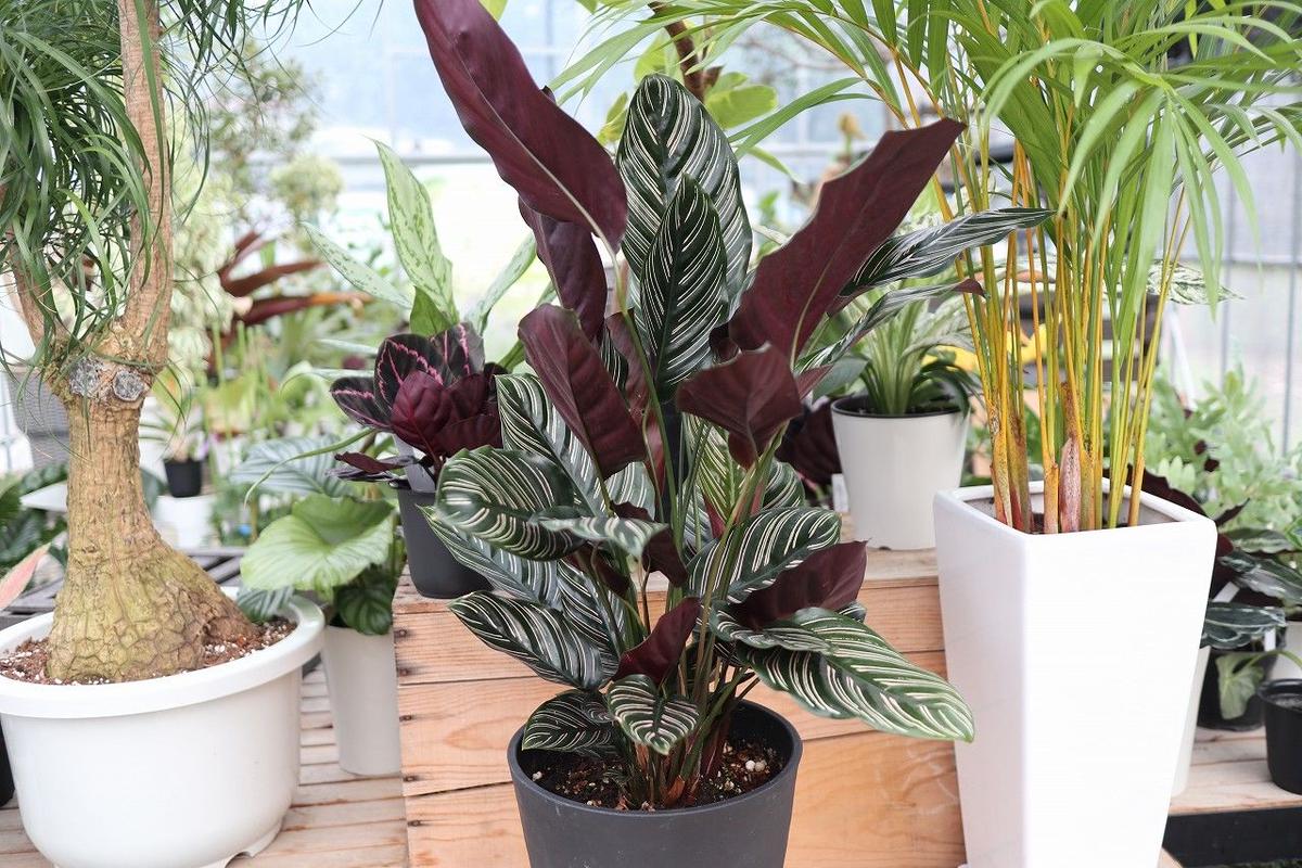 カラテア オルナータ Mana S Green 塊根植物販売 マナズグリーン