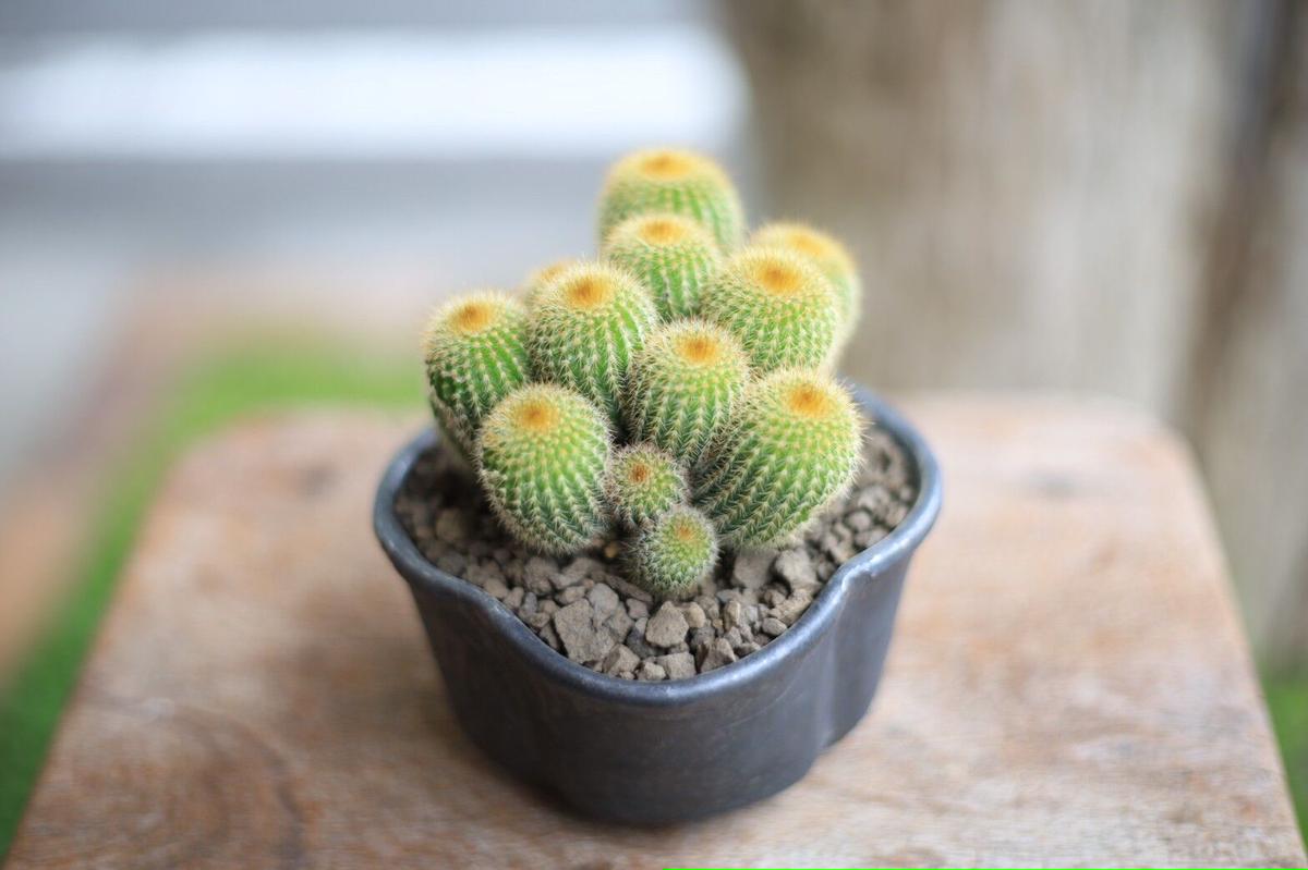 ご予約品 サボテン 金晃丸 Eriocactus Leninghausii Mana S