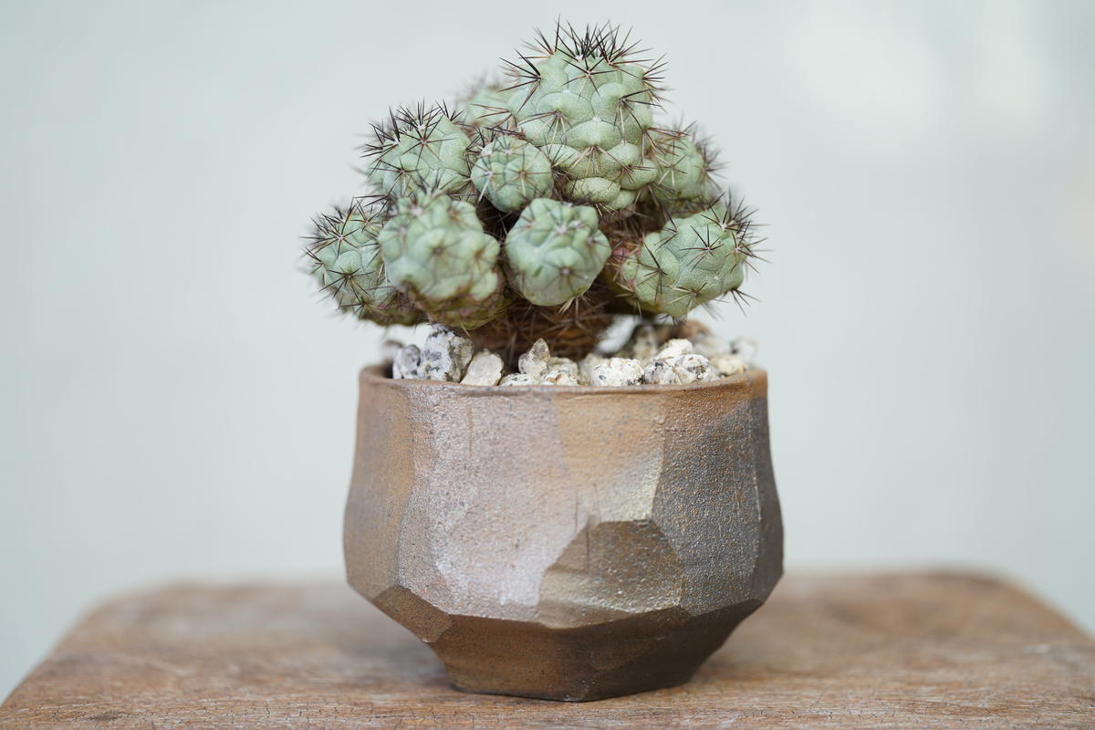 Ortegocactus Macdougallii Mana S Green 塊根植物販売