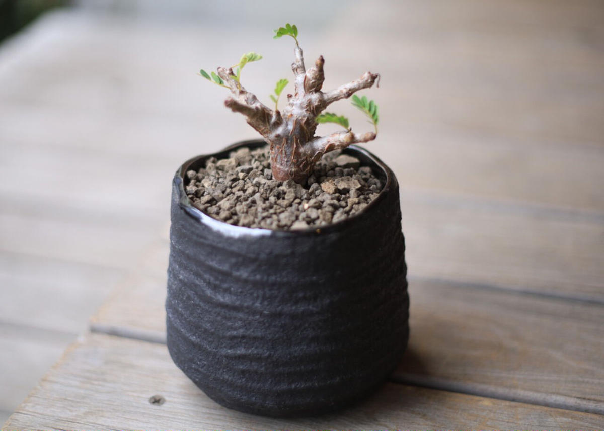 センナ メリディオナリス Senna Meridionalis Mana S Green