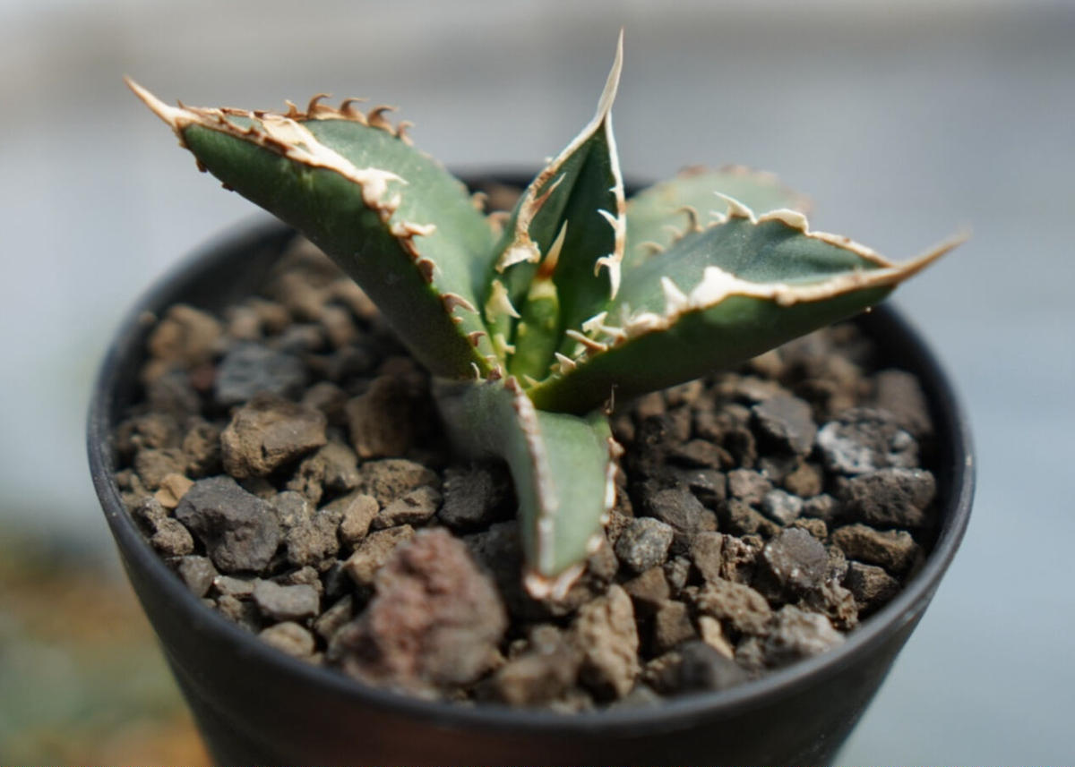 1046 アガベ チタノタ 狼人錦 精選小株 アガベ・チタノタ 狼人（小株）-027｜agave titanota were wolf