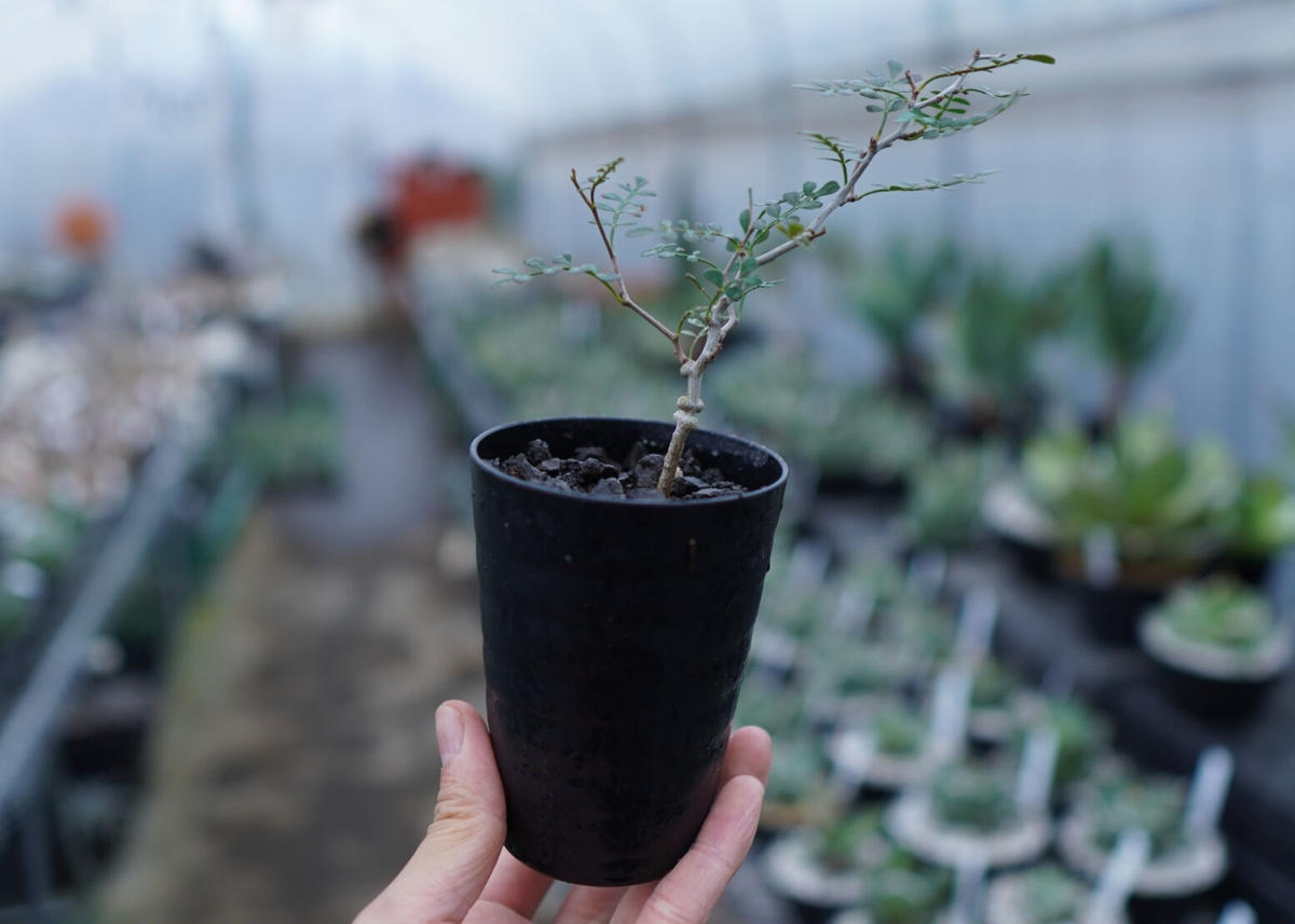 畑に地植え オペルクリカリア パキプス 2