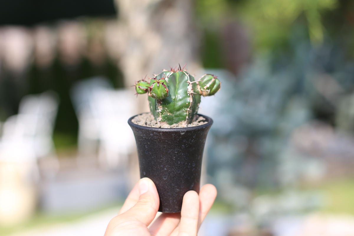 ユーフォルビア ハンディエンシス 0543 楽天最安値に挑戦 0543