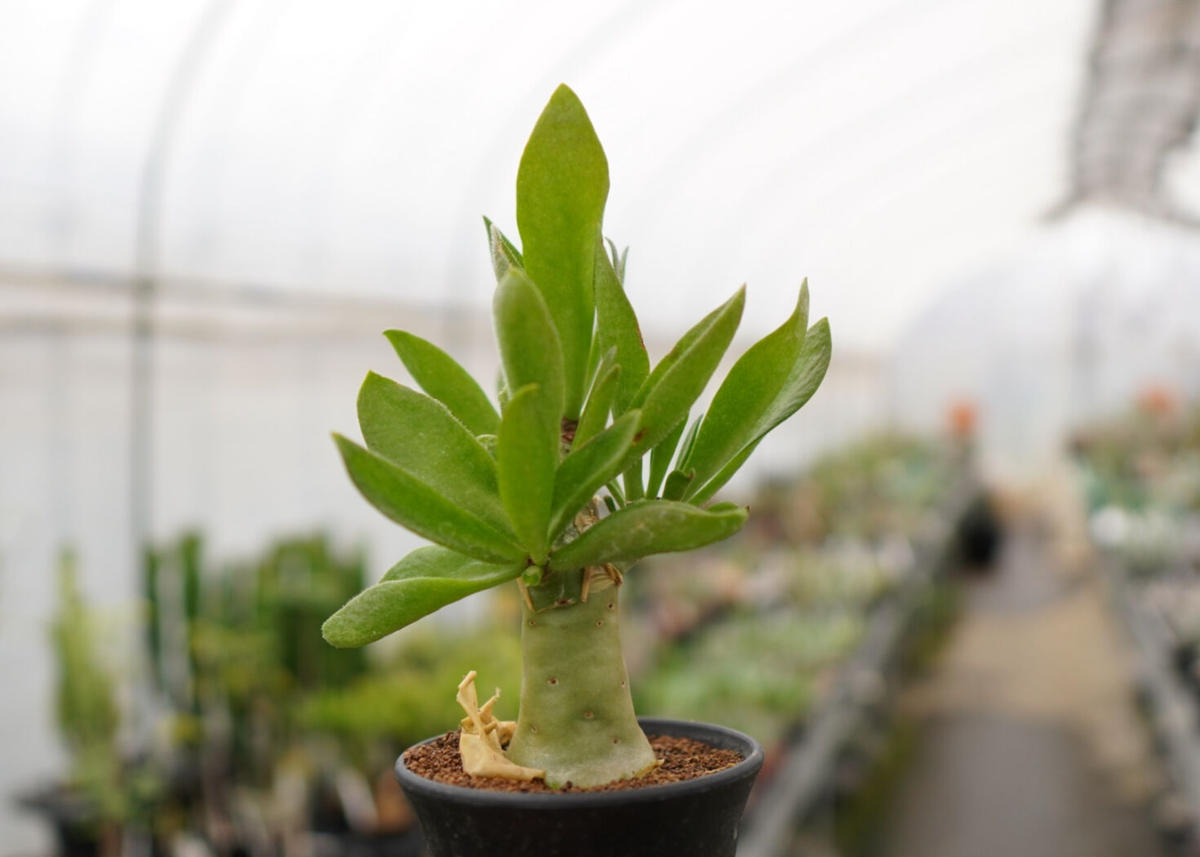 極太　チレコドン　パニクラーツス　阿房宮　冬型コーデックス　塊根植物 観葉植物 極太 チレコドン パニクラーツス 阿房宮 冬型コーデックス 塊根植物