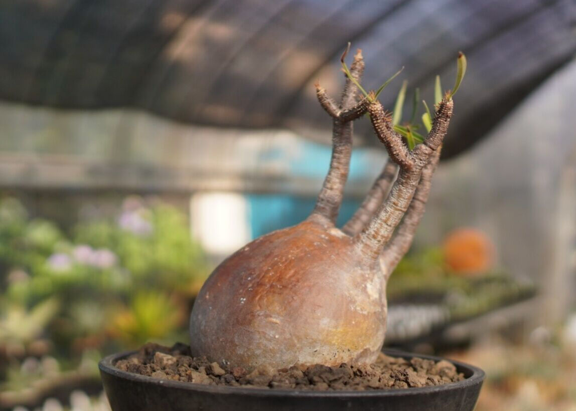 パキポディウム ウィンゾリー 実生 プラ鉢付き発送 パキポディウム