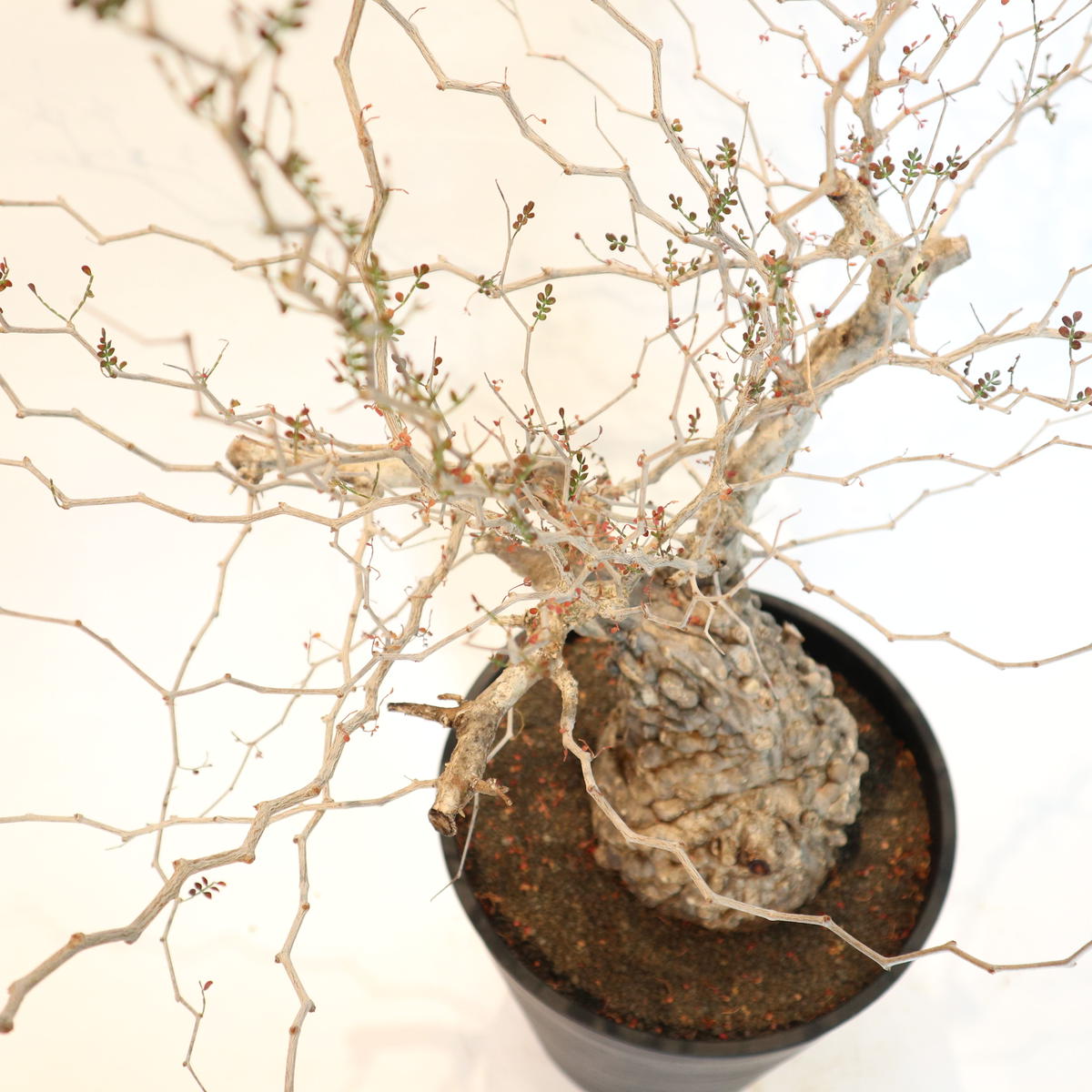 入荷中 早い者勝ち！ 59、52 パワータンク パキプス オペルクリカリア