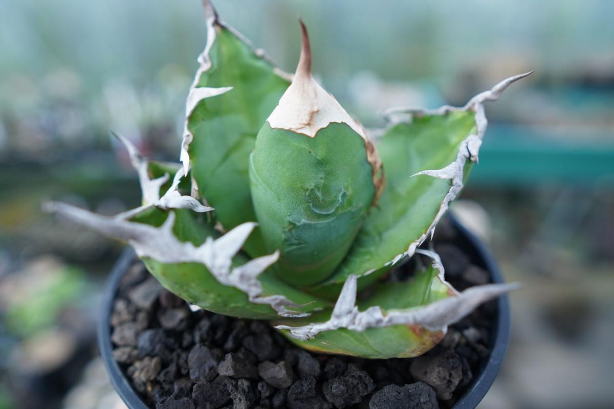 アガベ チタノタ ゴジラ agave titanota godzilla | mana's