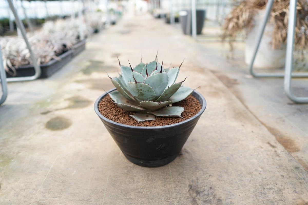 Agave parryi var. truncata | mana's green:塊根植物販...