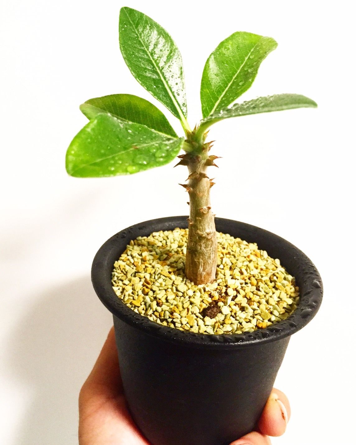 パキポディウム ウィンゾリー国内実生 | mana's green:塊根植物販売 ...