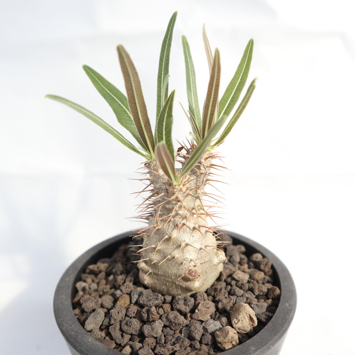 良好品 塊根植物 パキポディウム グラキリス 実生 3年目 良型 655 植物 観葉植物 Iowatribeofkansasandnebraska Com