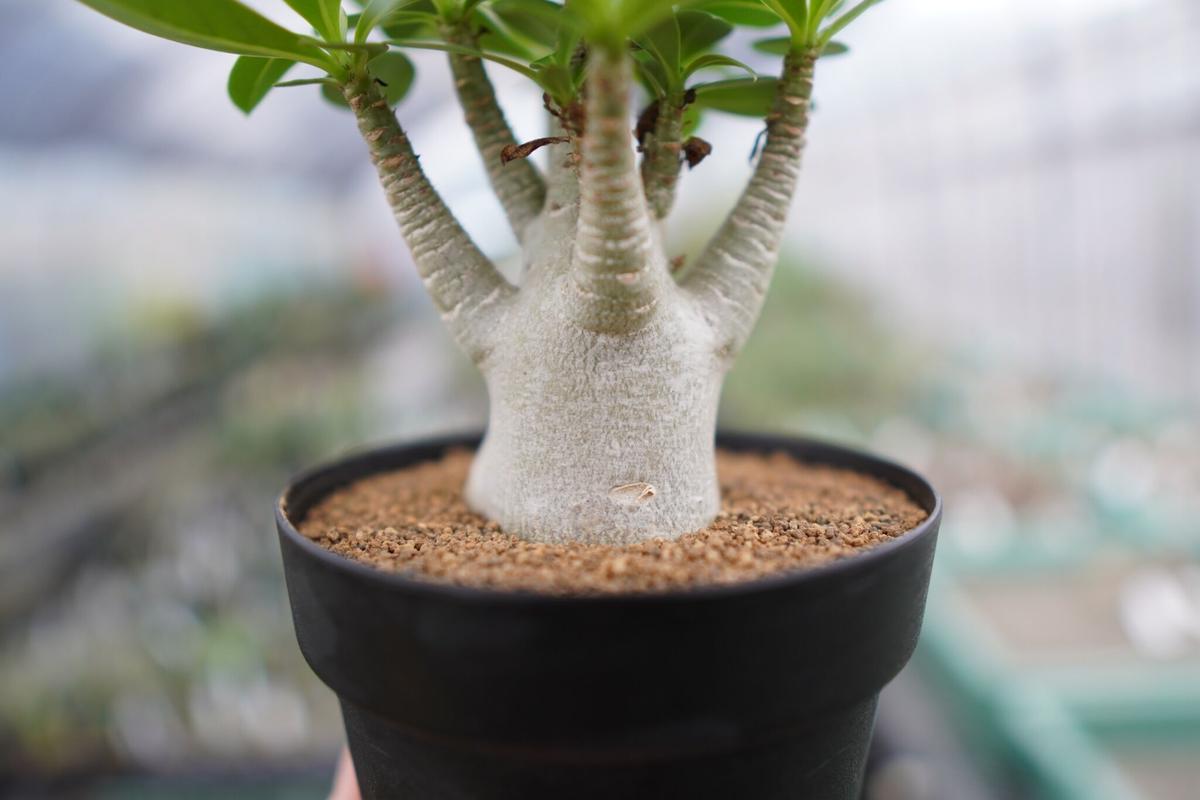 パターン 【超極太/ドワーフ/塊根植物】アデニウム アラビカム