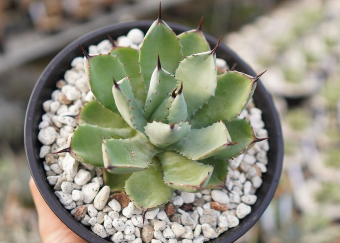Agave Potatorum×Macroacantha ”八荒雷神” No.3 | mana...