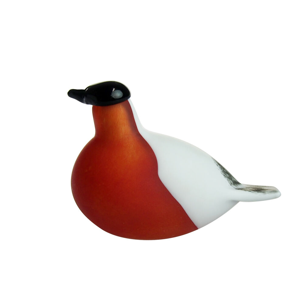 Mountain Redstart バード イッタラ オイバ・トイッカ