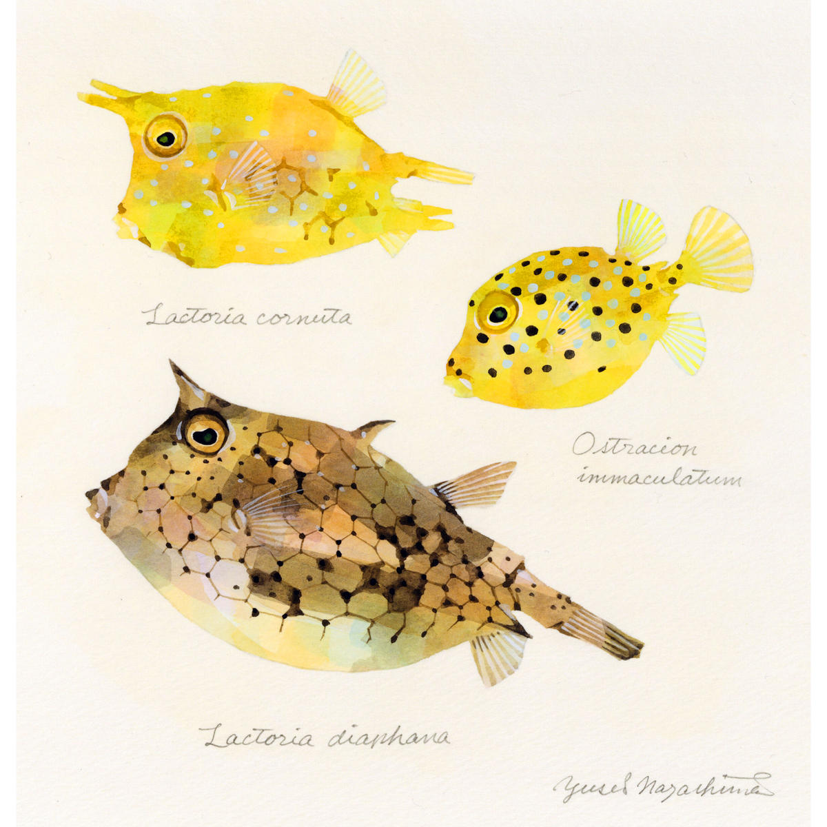 長嶋祐成 ウミスズメ コンゴウフグ ハコフグ Trunkfishes M