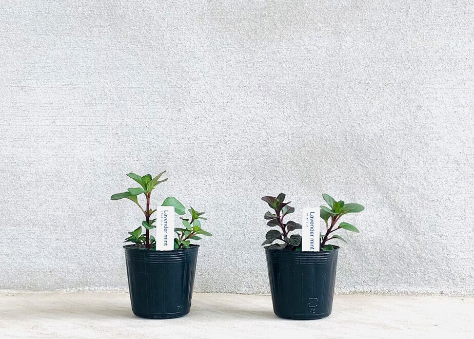 ラベンダーミント ２pot まるく商店オンラインショップ