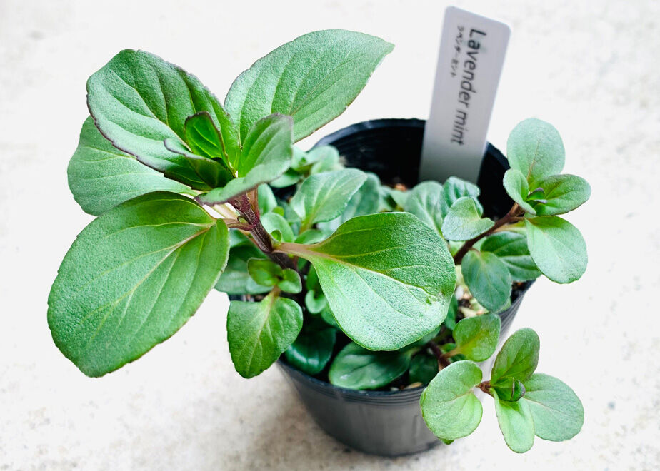 ラベンダーミント ２pot まるく商店オンラインショップ