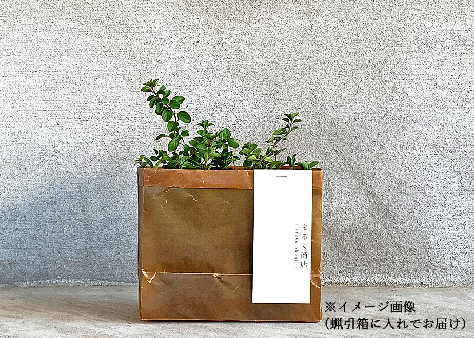 ラベンダーミント ２pot まるく商店オンラインショップ