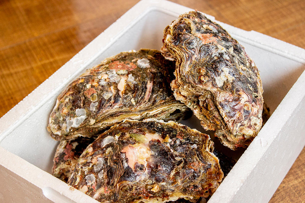 小 ヶ入 徳島県産 天然岩牡蠣 渦潮岩牡蠣 徳島産天然岩牡蠣 イワガキ の通販