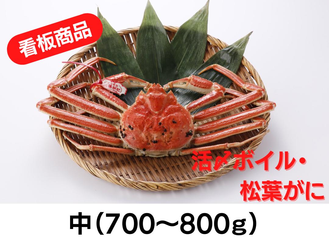 タグ付き 活〆ボイル 松葉がに 中 700 800ｇ 入荷次第の発送 松葉ガニ 紅
