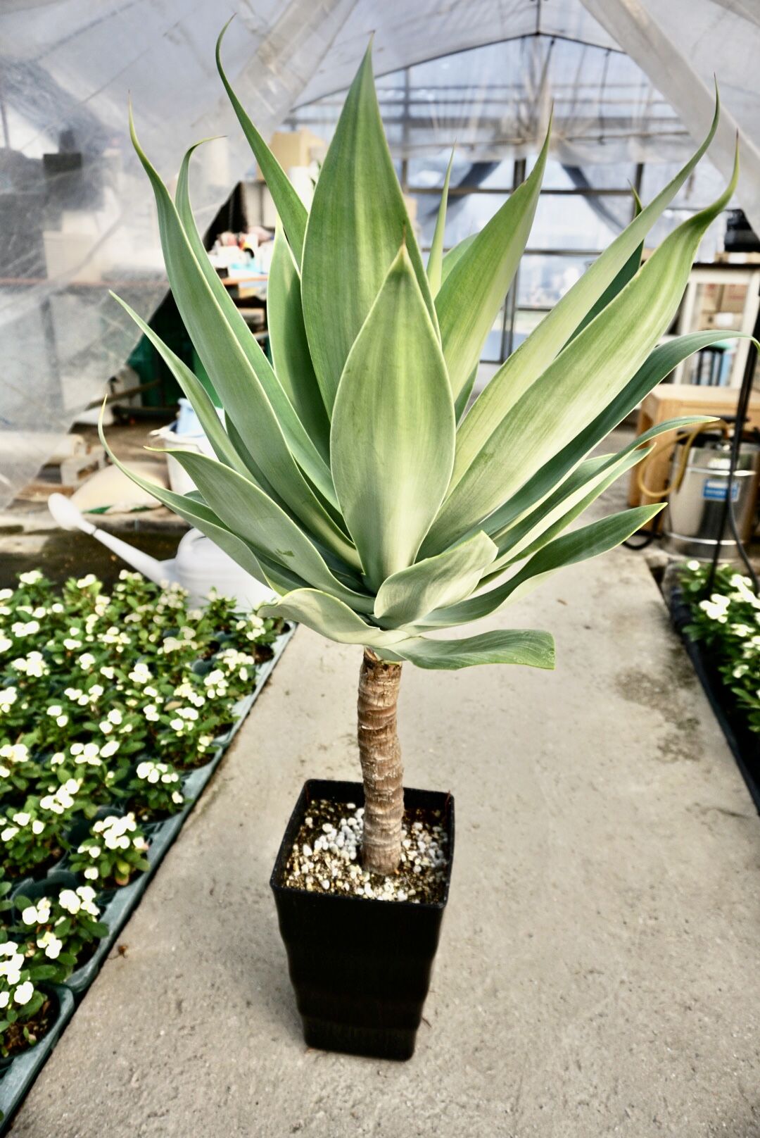 アガベ　デザートライトニング　アテナータハイブリッド アガベ デザートライトニング アテナータハイブリッド黄中斑 - メルカリ