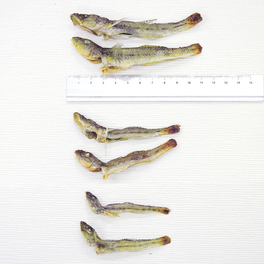 瀬戸の焼き干しハゼ 通常セット Mattunjin 瀬戸の焼き干しハゼ 通常セット Mattunjin