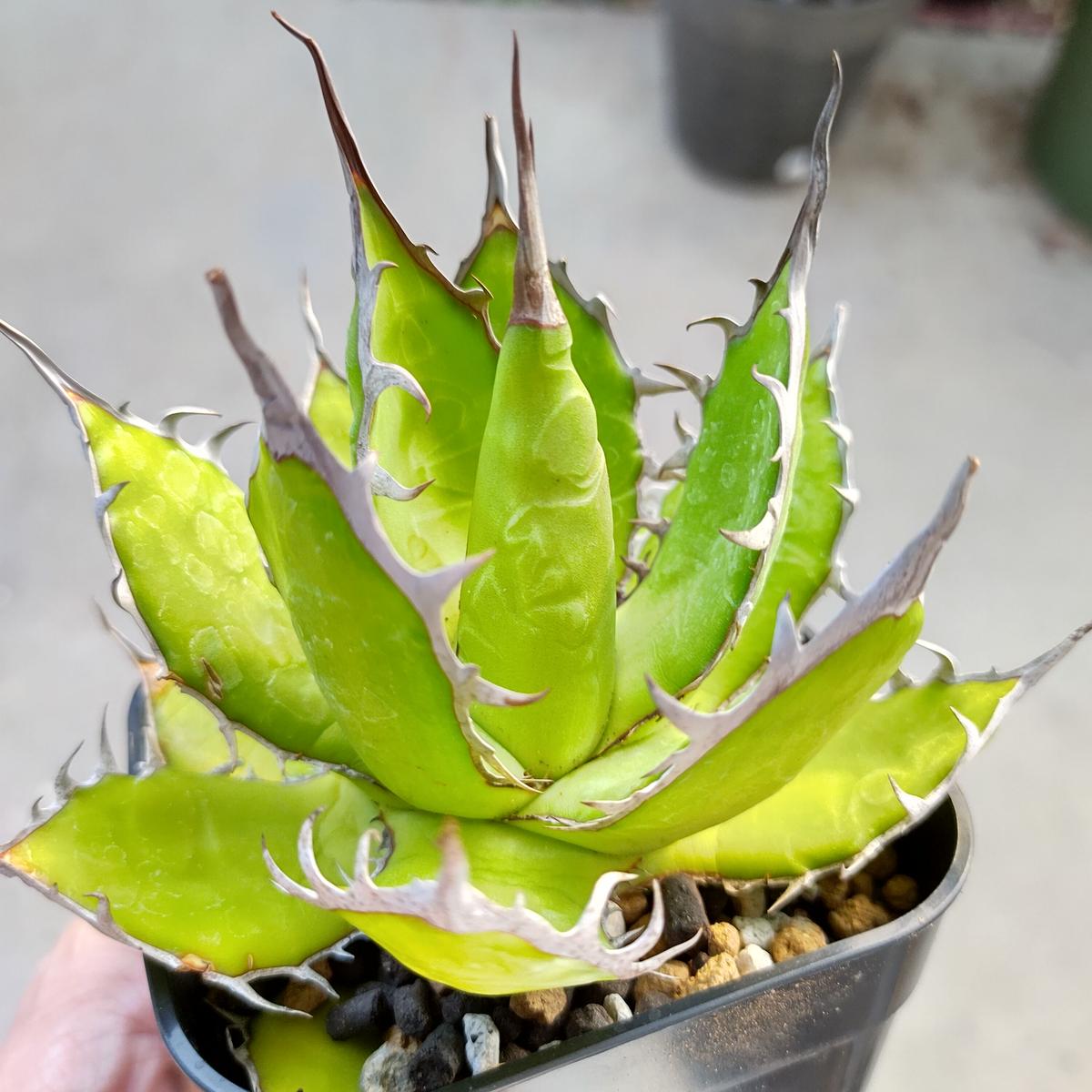 巧みな 免疫 結婚した Medelle 多肉 植物 の 店 メデル Antwyne Org