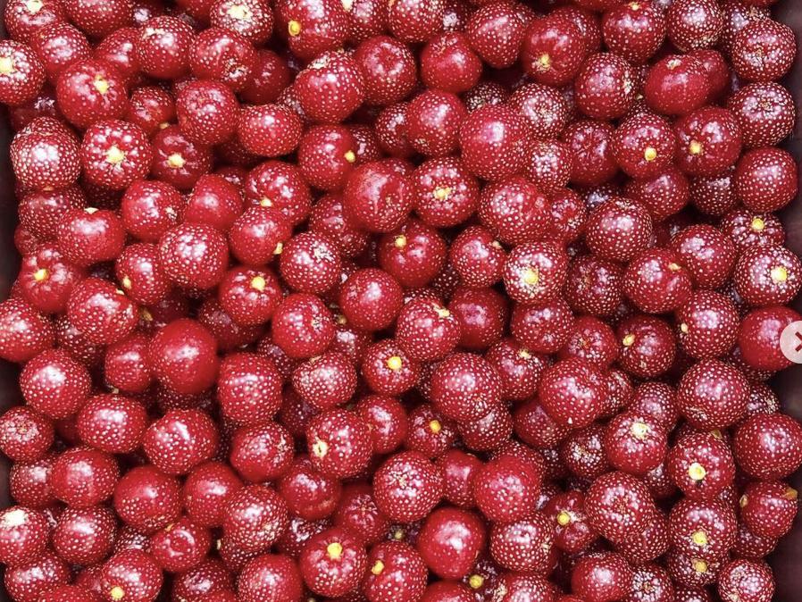 ロシアンオリーブのジェラートが出来るまで Megu Gelato