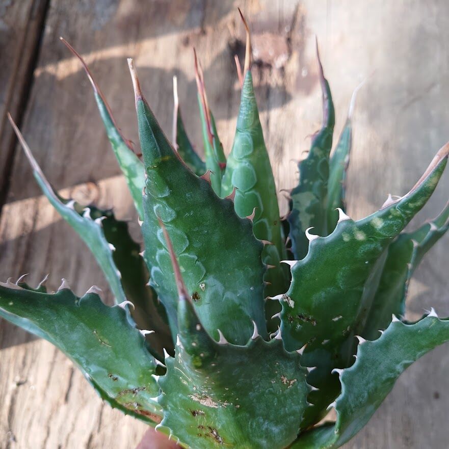 アガベ モンタナ 大株 【公式通販】