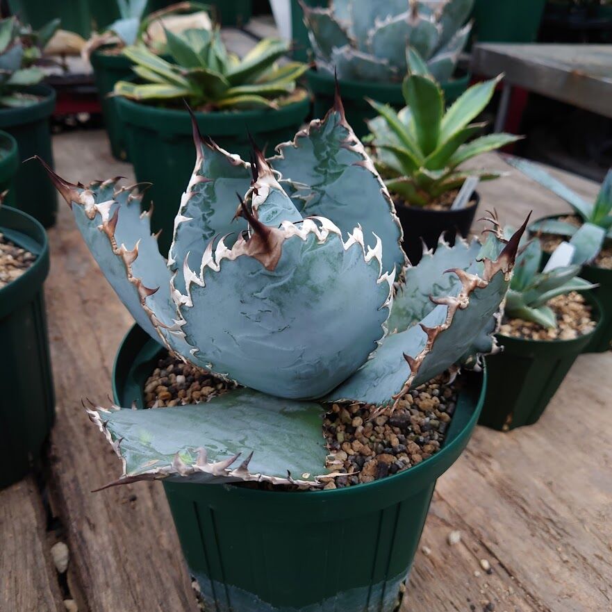 アガベブルーベルビル 専用ページ アガベ ベルビル 【公式通販】